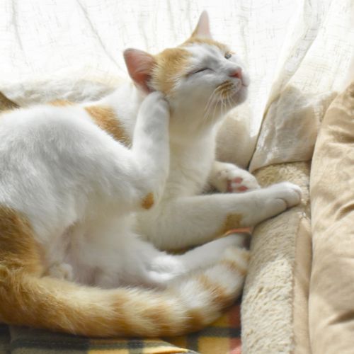 Cat itching with allergies