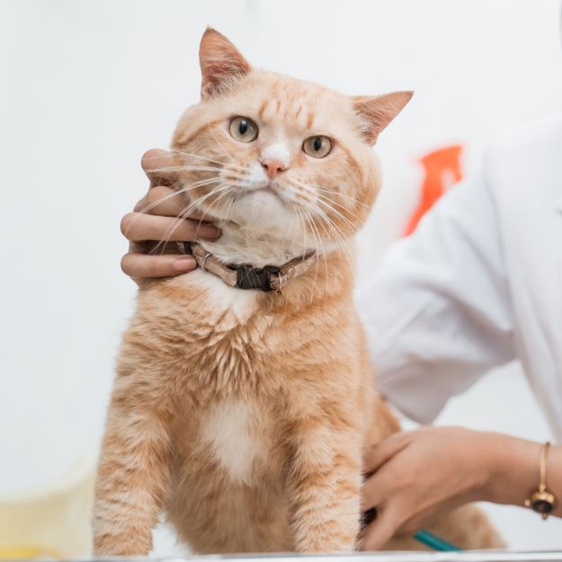 Cat being examined by vet