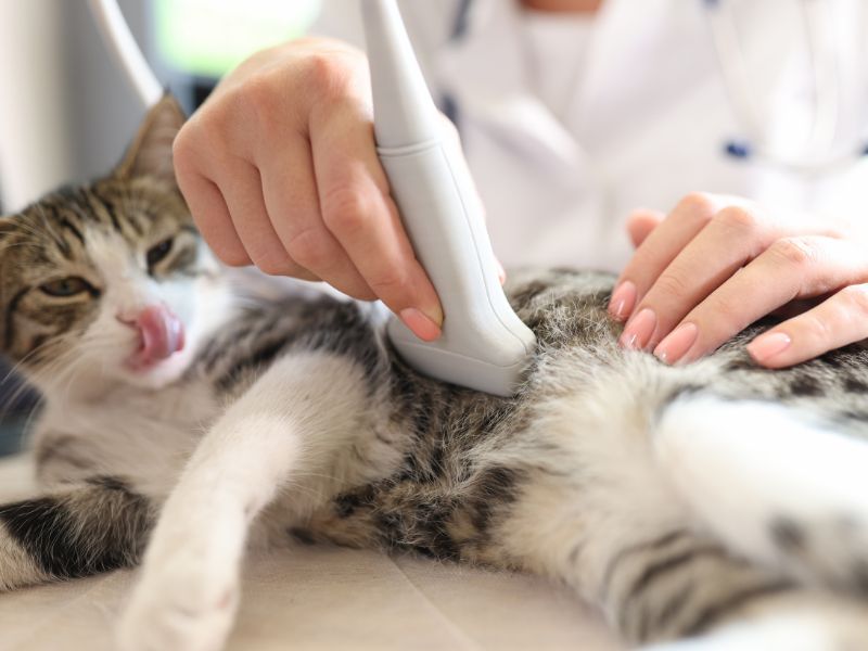 Cat getting an ultrasound