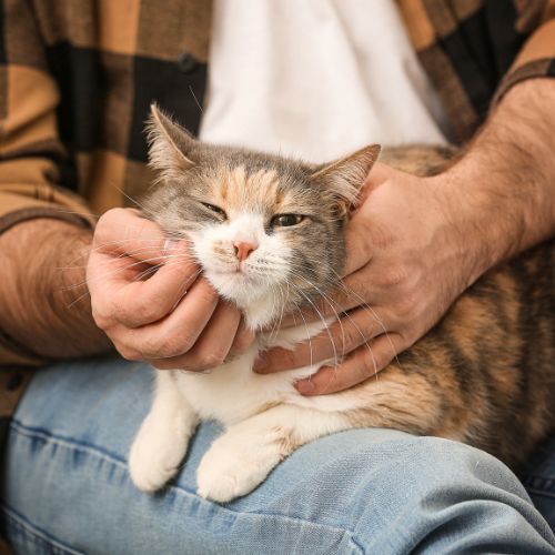Cat getting pet by owner