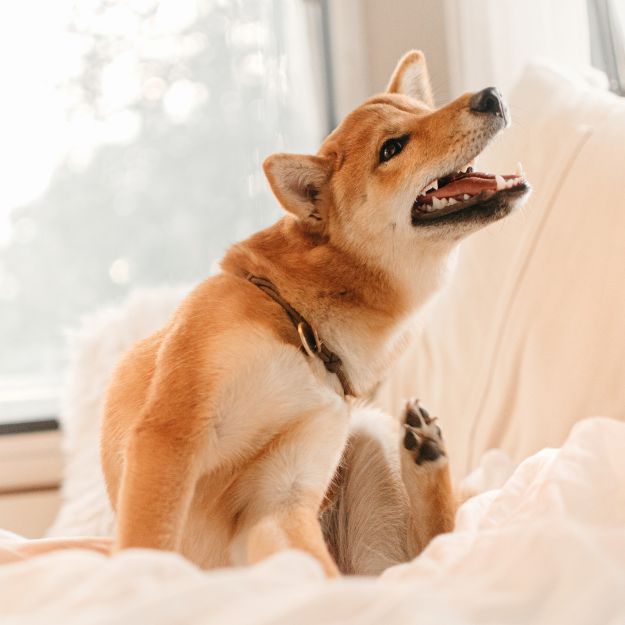 Dog itching