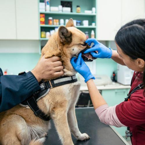 Veterinary staff examining a dog's teeth