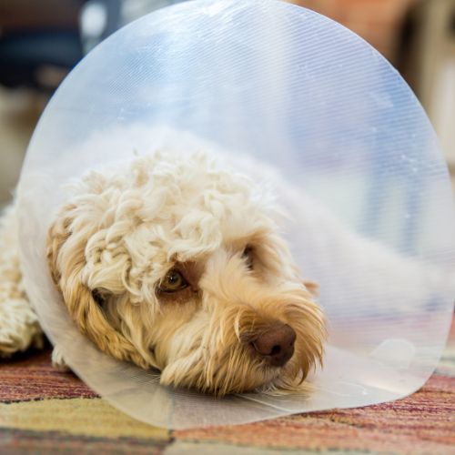 Dog in a cone after surgery
