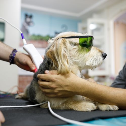 Dog receiving laser therapy at veterinary clinic