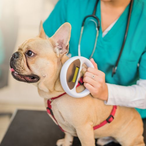 Veterinary staff scanning dog for microchip
