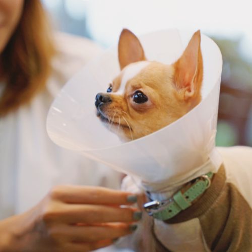 Small dog in a cone after surgery
