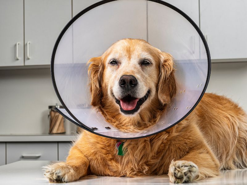 Dog in a cone after surgery, sitting in a vet's office