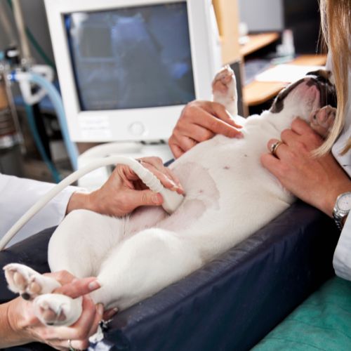 Dog receiving an ultrasound at the vet