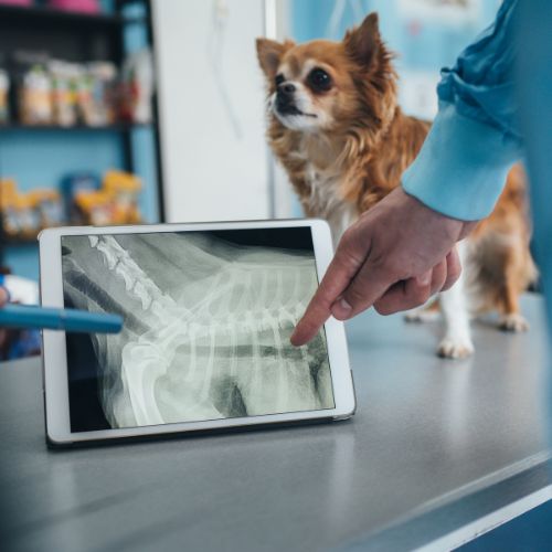 Veterinary staff looking at an XRay with a dog in the background