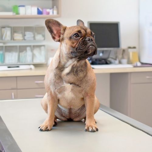 Dog sitting on an exam table at the vet