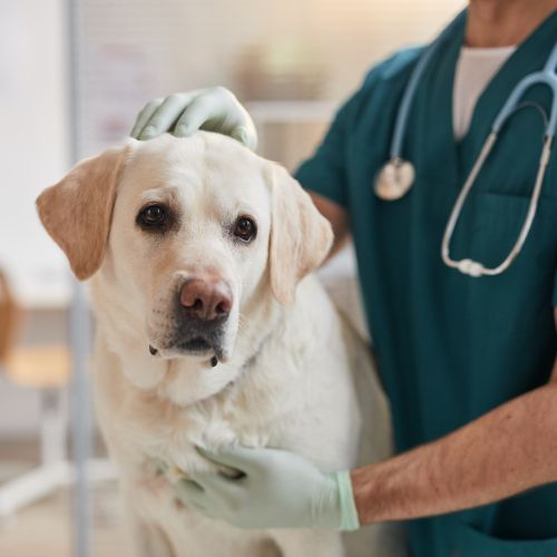 Dog being held by veterinary staff