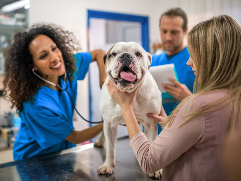 Veterinary Team examining at a dog
