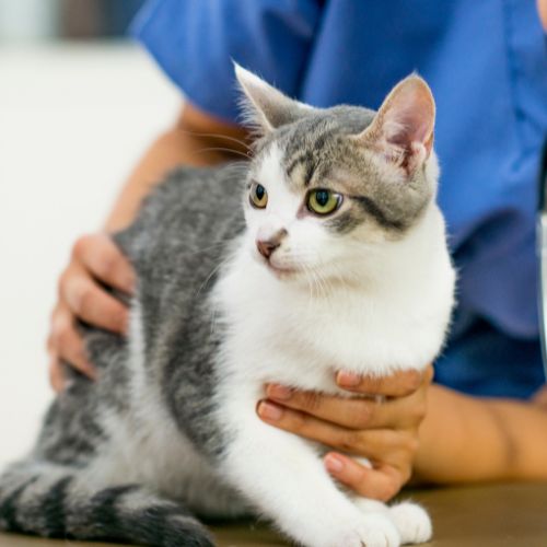 Cat being examined by vet staff