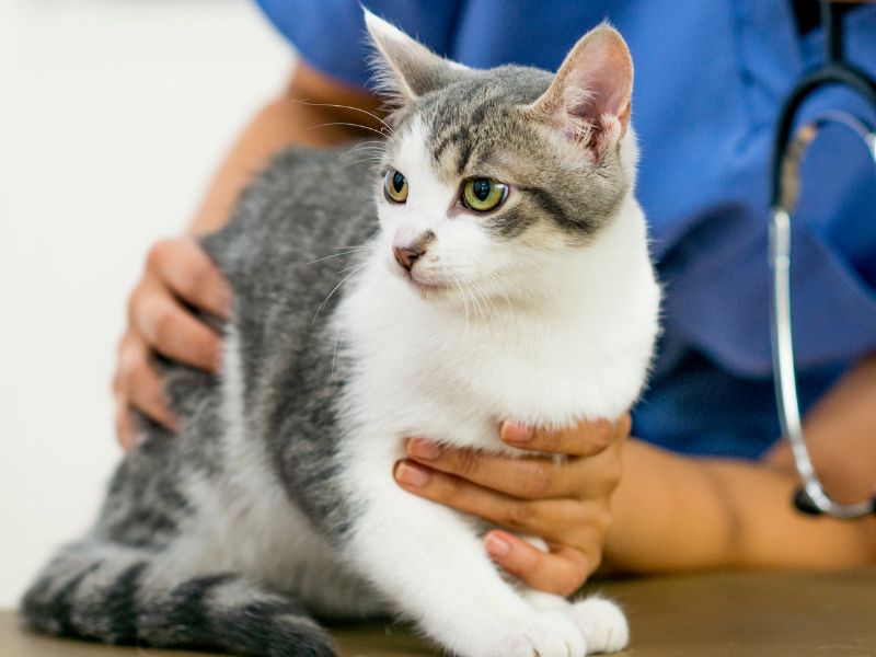 Vet examining a cat