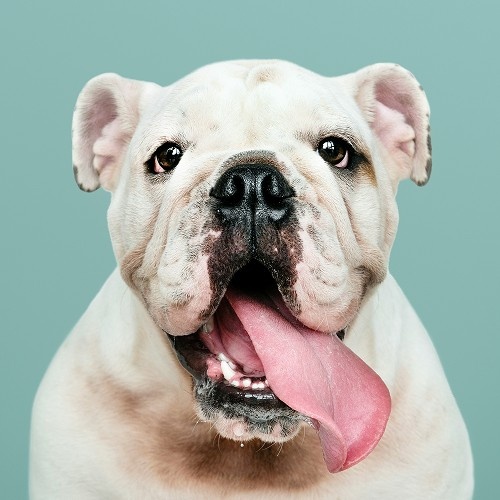 A happy white bulldog with its tongue out, standing against a teal background