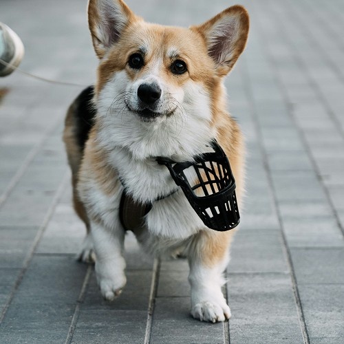 cute dog with black cage mask in neck