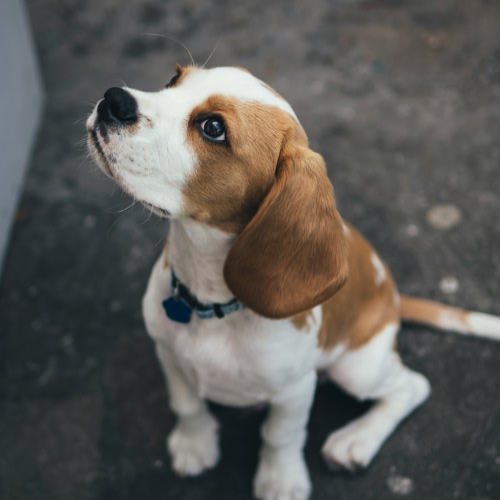 cute puppy looking up cute puppy looking up