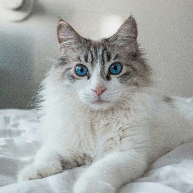 cute white cat with blue eyes cute white cat with blue eyes