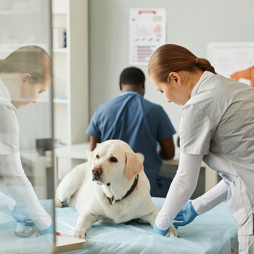 dog in clinic bed dog in clinic bed