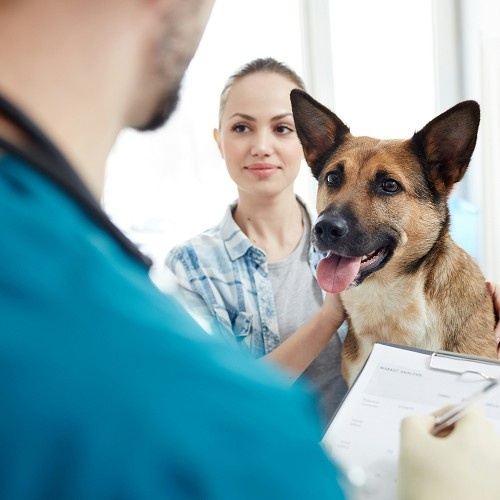 dog looking at a person filling form