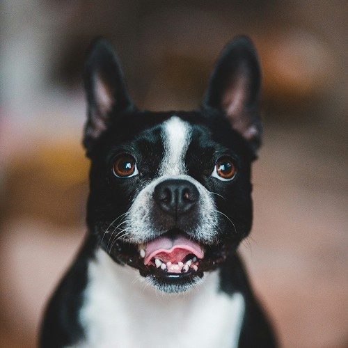 dog looking in front showing tongue dog looking in front showing tongue