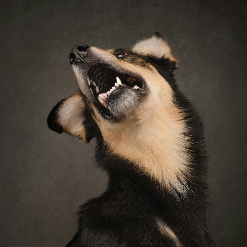 dog looking up with open mouth dog looking up with open mouth