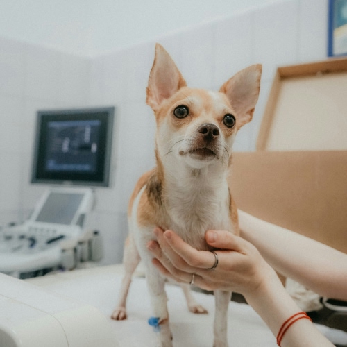dog radiology dog in clinic for radiology
