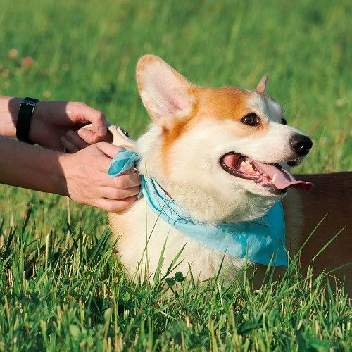 dog wearing blue scarf standing in long grass
