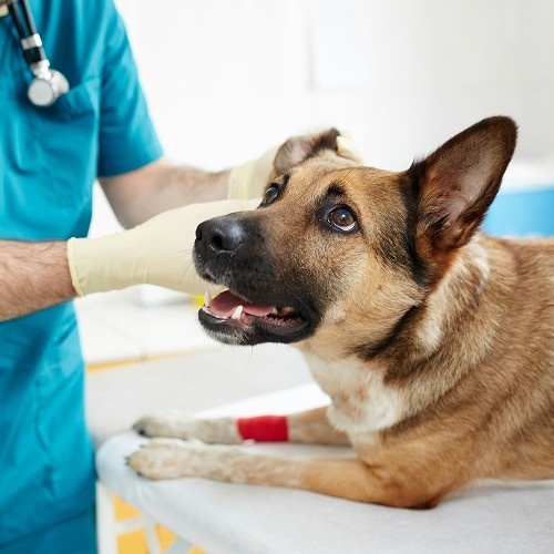 girl hugging white dog on table
