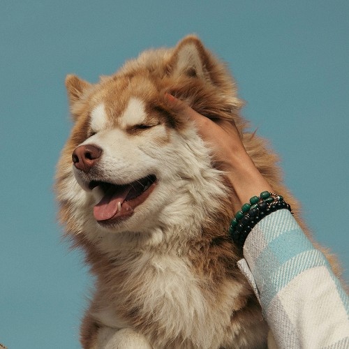 lady holding dog head