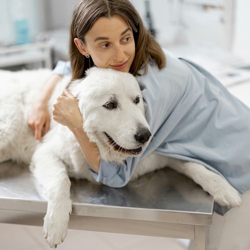 vet checking dog ear