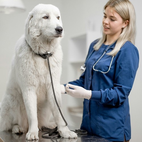 vet checking white dog on table