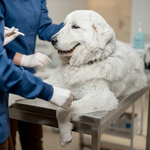 white dog checked by vet wearing gloves