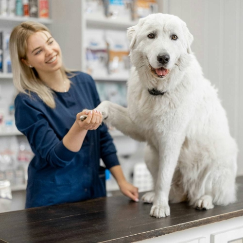white dog in a pharmacy with a lady holding hand white dog in a pharmacy with a lady holding hand