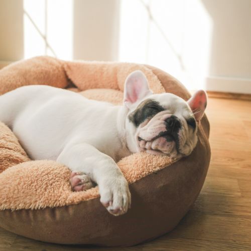 dog-surgery (1) A white French Bulldog puppy sleeps peacefully in a soft, brown dog bed.