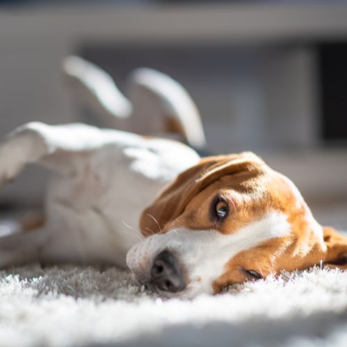 gentle-dog A beagle lies on its back on a fluffy carpet relaxing.