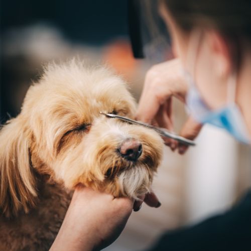 grooming-services A fluffy, light brown dog closes its eyes as a groomer carefully trims its facial fur with scissors.