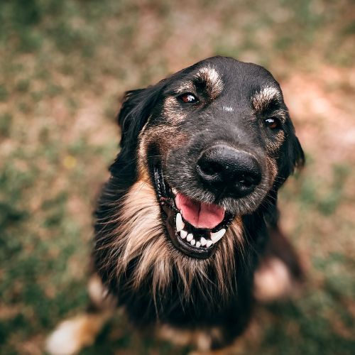 pet-allergy-relief Smiling black and brown dog with a shiny coat looks up at the camera, sitting on a grassy background.