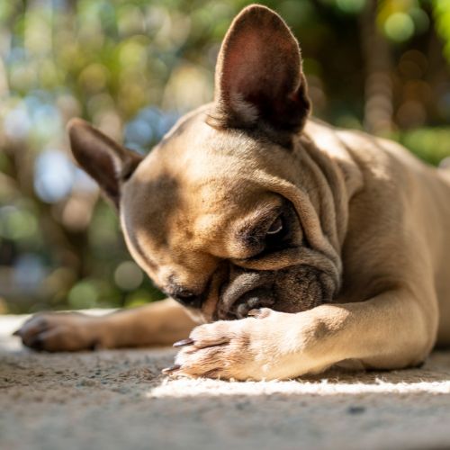 pet-allergy A tan French Bulldog lies on a sunlit surface, gently nuzzling its paw.