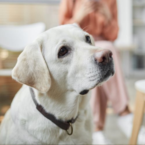 A white Labrador wearing a brown collar looks upward in a cozy setting,.