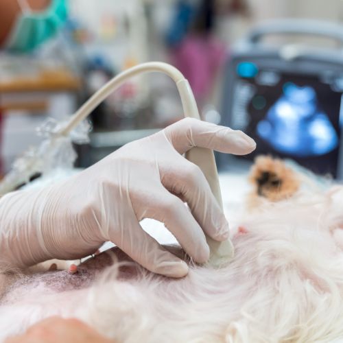 A veterinarian performs an ultrasound on a fluffy white dog.
