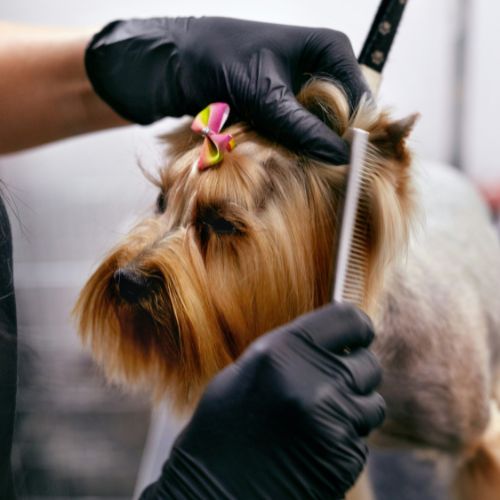 veterinary-grooming A small dog with a pink bow is being groomed.