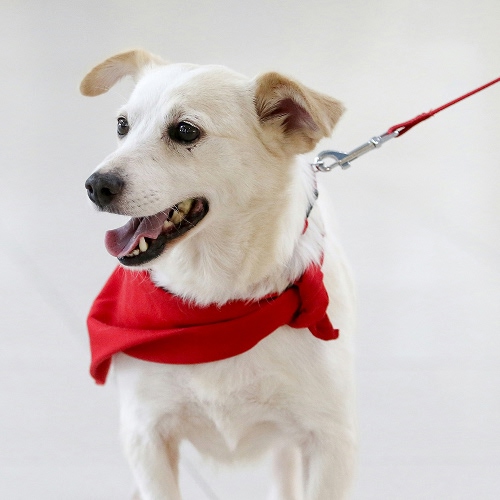white dog wearing red scarf