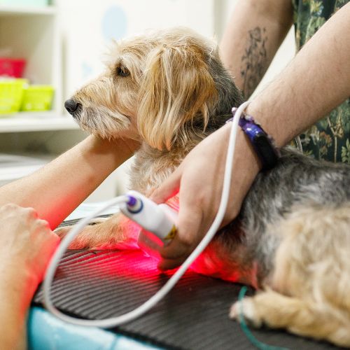 Dog getting laser therapy treatment Dog getting laser therapy treatment