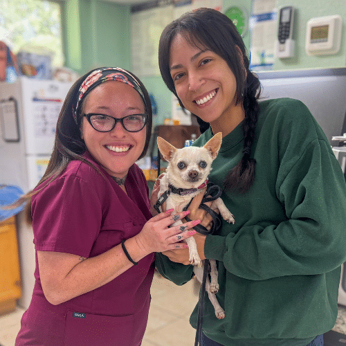 Veterinary Team examining at a dog