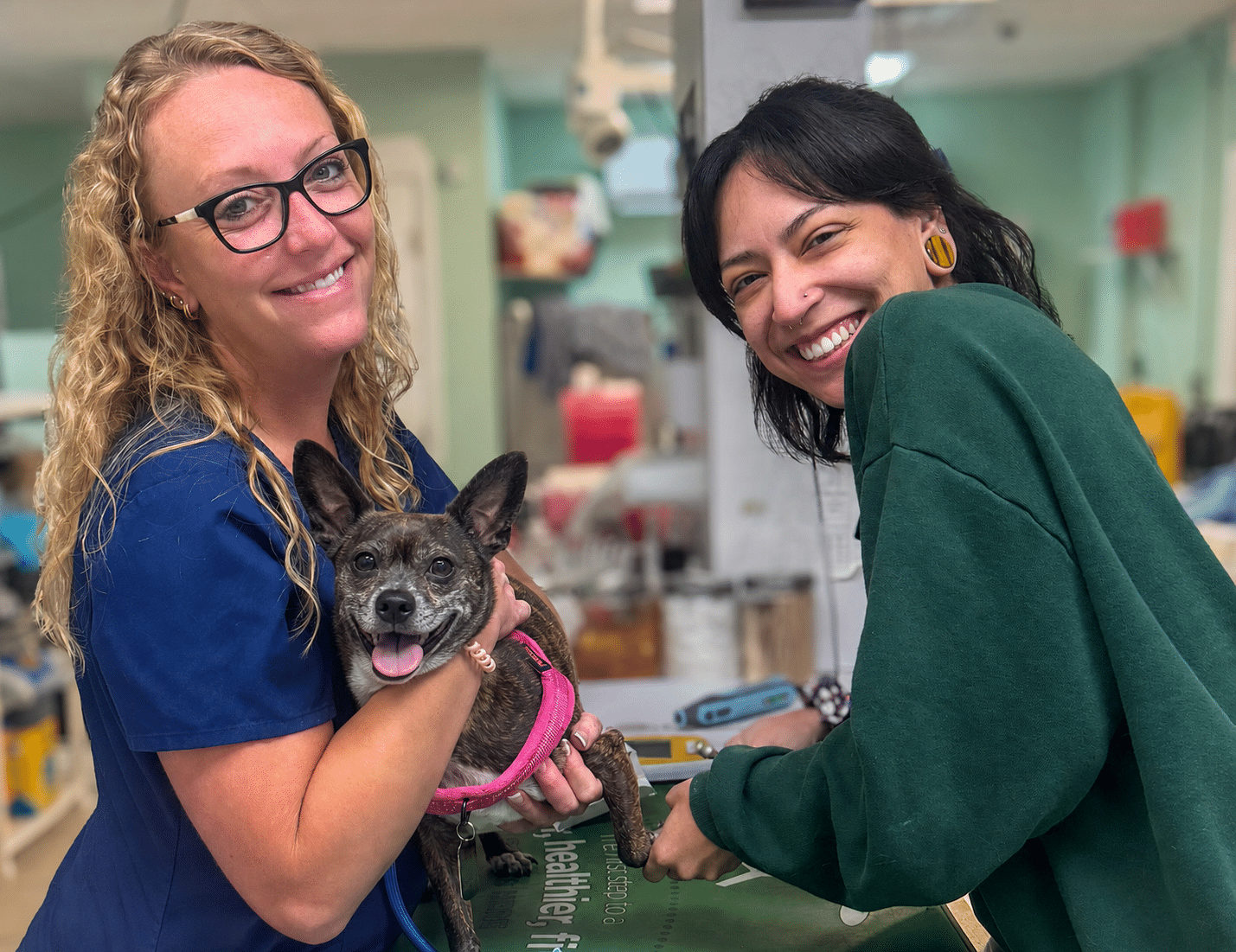 Cat being examined by vet staff