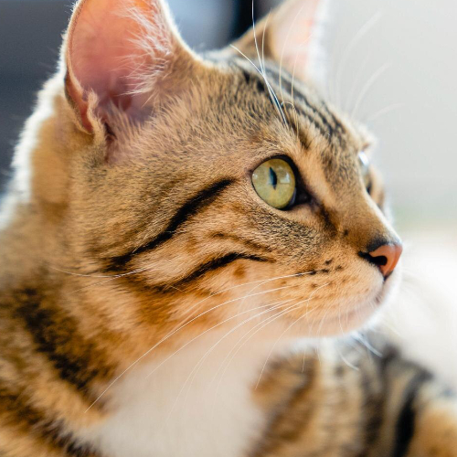 Cat being examined by vet