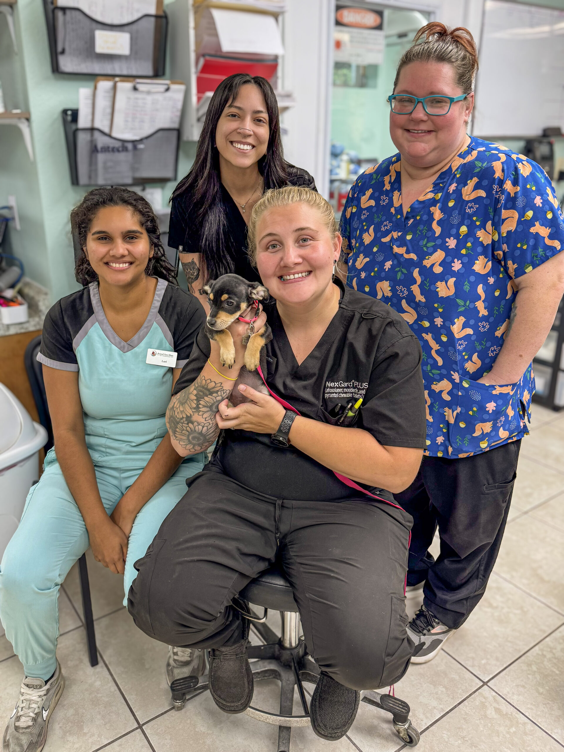 Dog being examined by veterinarian