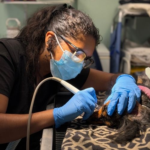 Veterinarian performing a dental procedure on a dog